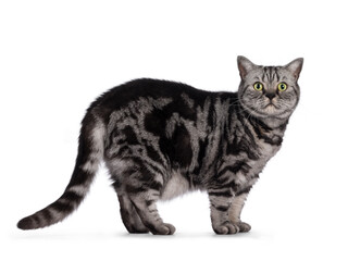 Adult British Shorthair cat, standing side ways. Looking straight to camera with round green eyes. Isolated on a white background.