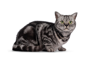 Adult British Shorthair cat, laying down side ways. Looking away from camera with round green eyes. Isolated on a white background.