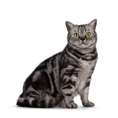 Adult British Shorthair cat, sitting up side ways. Looking straight to camera with round green eyes. Isolated on a white background.