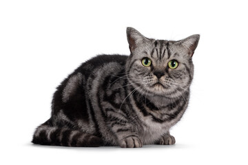 Adult British Shorthair cat, laying down side ways. Looking straight to camera with round green eyes. Isolated on a white background.
