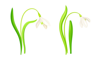 Spring white snowdrops set. Beautiful fragile blooming flower, spring symbol vector illustration