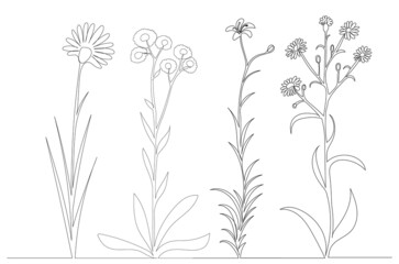 flowers, plants collection continuous line drawing, sketch, vector