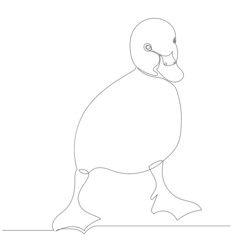 duckling drawing by continuous line, sketch, vector