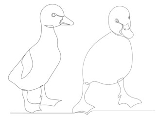 ducklings drawing by continuous line, sketch, vector