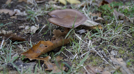 Fungo e foglia secca in inverno