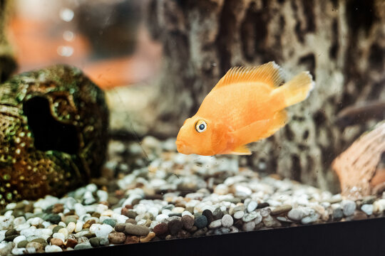 Cichlid parrot is a cute fish in an aquarium