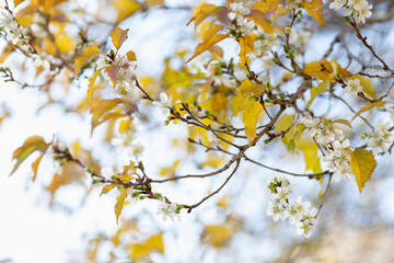 Cherry blossom and yellow leaves on tree brunch at fall. Tree bloom and lose leaves at the same time. Climate change and plants experiencing stress concept. Closeup, selective focus