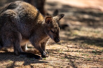 A Bennett Wallaby in Palm Springs, California