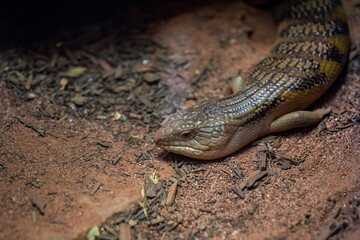 A Blue Tongued Skink in Palm Springs, California