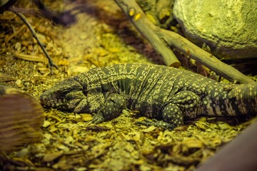 A Common Iguanas in Palm Springs, California