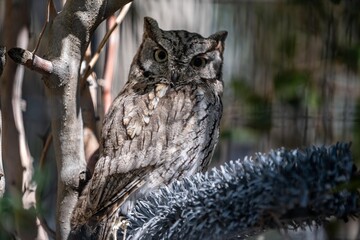 An Eastern Screech Owl in Palm Springs, California