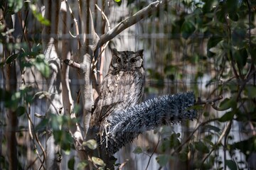 An Eastern Screech Owl in Palm Springs, California