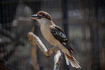 A Laughing Kookaburra in Palm Springs, California