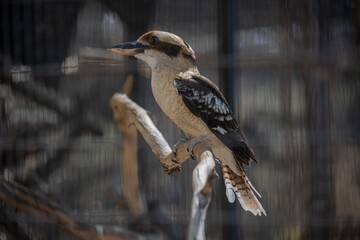 A Laughing Kookaburra in Palm Springs, California