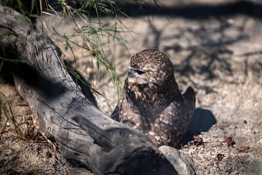 A Burrowing Owl in Palm Springs, California