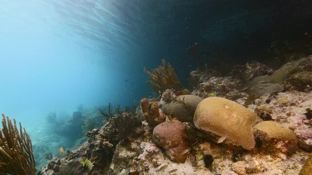 Seascape with various fish, coral, and sponge in the coral reef of the Caribbean Sea, Curacao