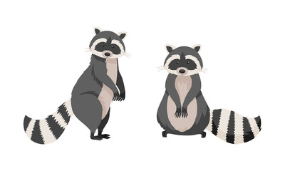 Cute funny raccoons. Wild furry forest animal in various poses cartoon vector illustration