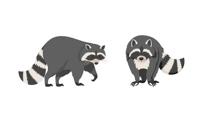 Cute funny raccoons front and side view set. Wild furry forest animal cartoon vector illustration © Happypictures