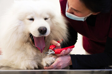 A purebred Samoyed is at the medical examination in the Veterinary clinic. The female groomer is cutting his nails.