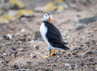Puffins on the ground on Inner Farne Island in the Farne Islands, Northumberland, England