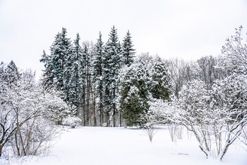 Snowy forest in winter. Winter landscape with fir trees in sunlight in Canada or USA
