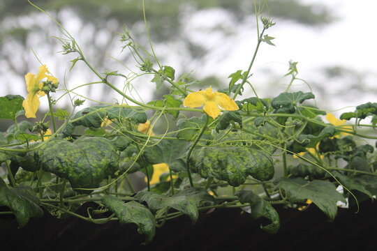 he occasional yellow pool of green flower