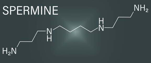 Spermine molecule. Skeletal formula. Polyamine involved in cellular metabolism that is found in all eukaryotic cells.