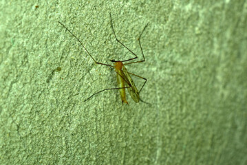 A large bloodthirsty mosquito on the wall.