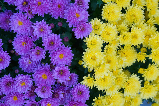 Astern gelb und violett im Herbst