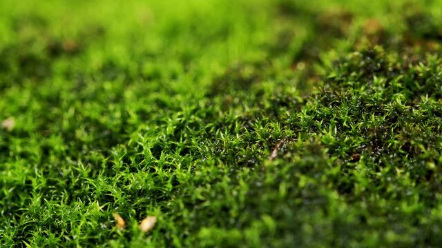 Green background. Beautiful green moss in the forest.