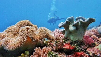 Scuba Dive Zanzibar 