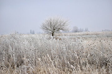 Winter. A lone tree and dry grass in the field are covered with frost.