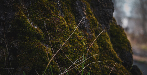 moss on the tree