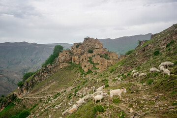 Fototapeta na wymiar Driving a flock of rams and sheep near the village of Gamsutl