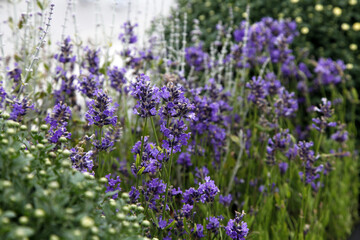 Bushes of lavender in landscape design. Lavender in the garden. The aromatic French Provence lavender grows surrounded by white stones and pebbles in the courtyard of the house.