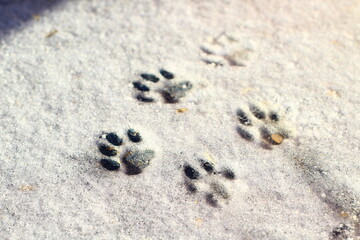 Cat paw prints on winter snow