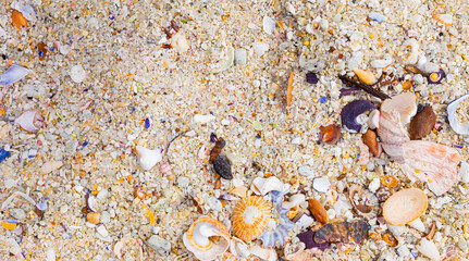 Overhead view of washed up and broken sea shells on sandy beach