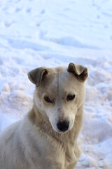 White dog in snow
