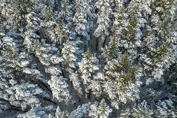 Aerial view of frosty white winter pine forests and birch groves covered with hoarfrost and snow. Drone photo of high trees in mountains at winter time. Christmas theme background. Idyllic landscape