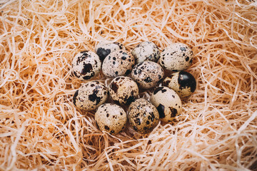 Little raw quail eggs in the nest