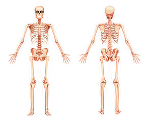 Skeleton Human diagram front back anterior posterior view. Set of realistic flat concept natural colour Vector illustration didactic board of anatomy isolated medical banner, skull spine ribs joints - obrazy, fototapety, plakaty