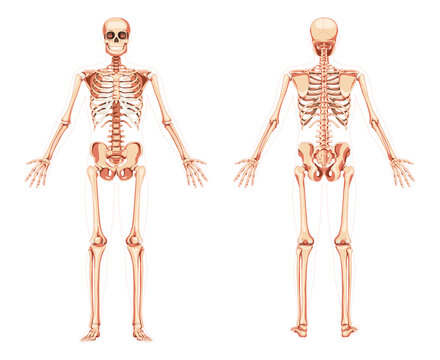 Skeleton Human diagram front back anterior posterior view. Set of realistic flat concept natural colour Vector illustration didactic board of anatomy isolated medical banner, skull spine ribs joints
