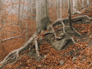 An einen Abhang klammern sich die Wurzeln einer alten Rotbuche (Fagus sylvatica) am felsigen Untergrund fest.
