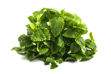 Fresh lemon balm herb Melissa officinalis in white background