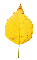 Yellow birh leaf