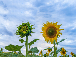 close up of two sunflowers, one completely open and the other closed, against a background of a...