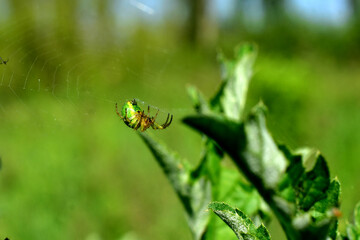 A green spider is basking in the sun while sitting on a cobweb.