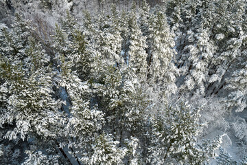 Aerial view of frosty white winter pine forests and birch groves covered with hoarfrost and snow. Drone photo of high trees in mountains at winter time. Christmas theme background. Idyllic landscape