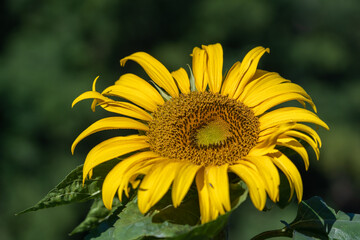 Close-up view of bright yellow sunflower blooming on dark natural background