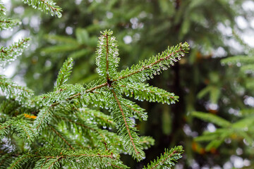 Branches of fir with water drops during rain close-up